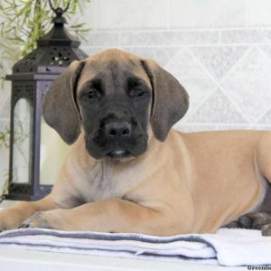 Cheyenne, English Mastiff Mix Puppy