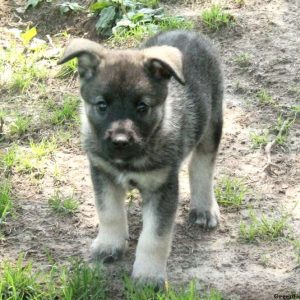 Cheyenne, Norwegian Elkhound Puppy