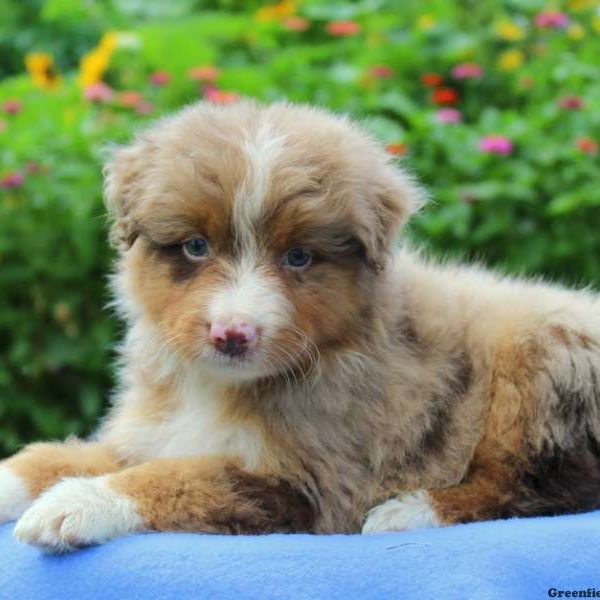 Chicago, Australian Shepherd Puppy