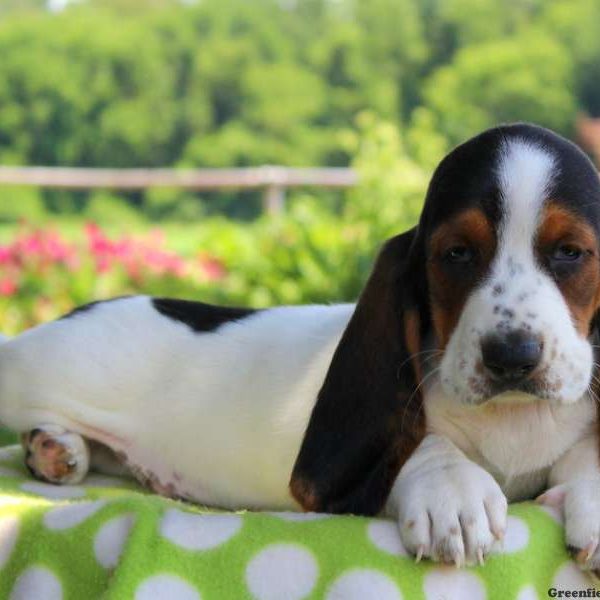 Chicago, Basset Hound Puppy