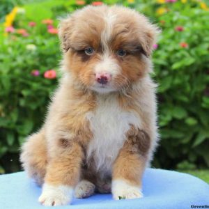 Chicago, Australian Shepherd Puppy