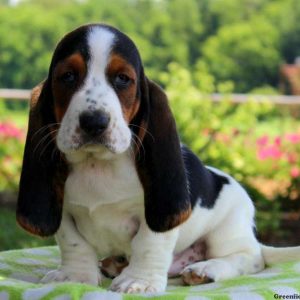 Chicago, Basset Hound Puppy