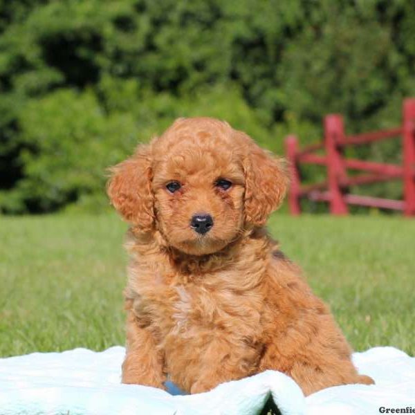 Chip, Miniature Poodle Puppy