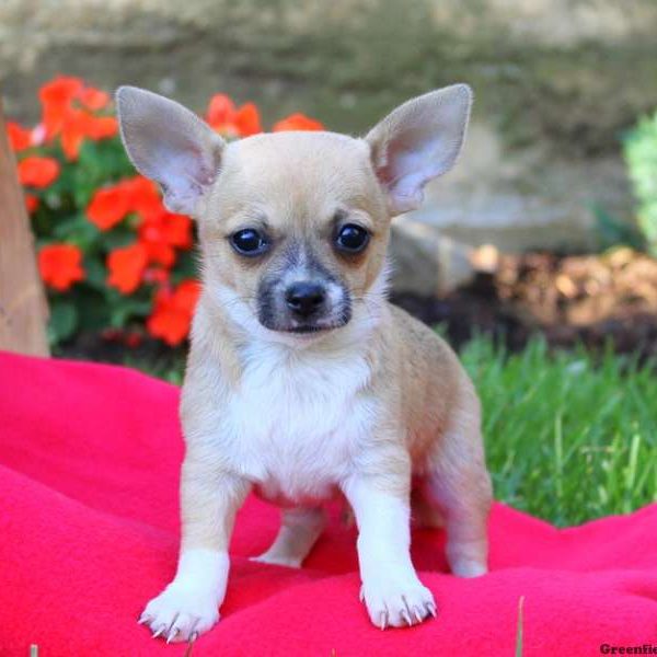 Chip, Chihuahua Puppy