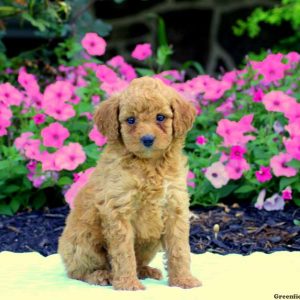 Chip, Miniature Poodle Puppy