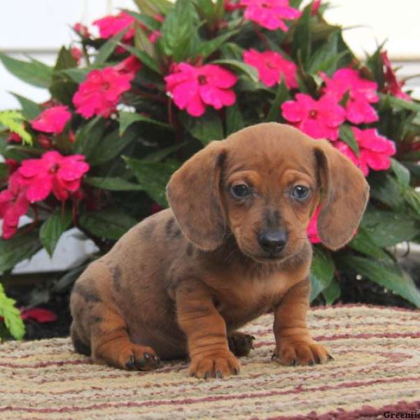 Chipper, Dachshund Puppy