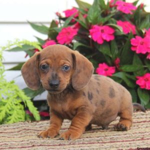 Chipper, Dachshund Puppy