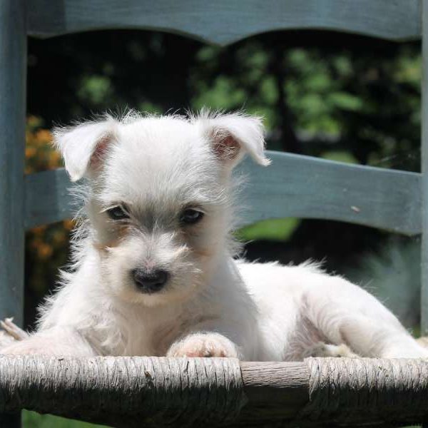 Chloe, West Highland Terrier Puppy