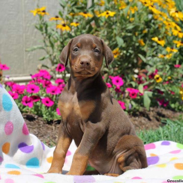 Chloe, Doberman Pinscher Puppy