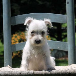 Chloe, West Highland Terrier Puppy