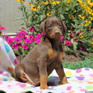 Chloe, Doberman Pinscher Puppy