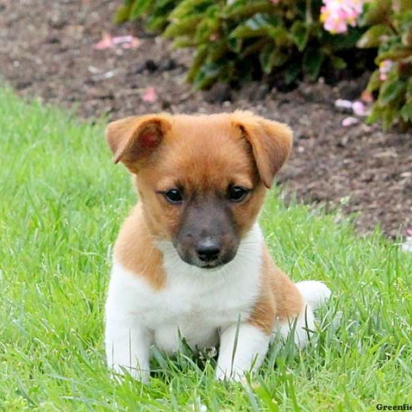 Chocolate, Jack Russell Terrier Puppy