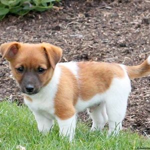 Chocolate, Jack Russell Terrier Puppy