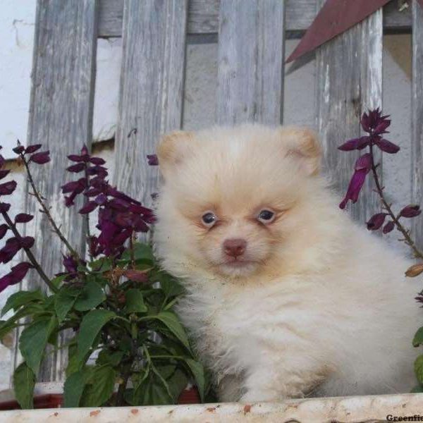 Chris, Pomeranian Puppy