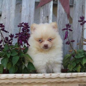 Chris, Pomeranian Puppy