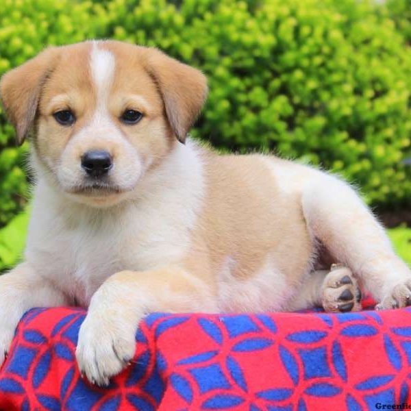 Christmas, Great Pyrenees Mix Puppy