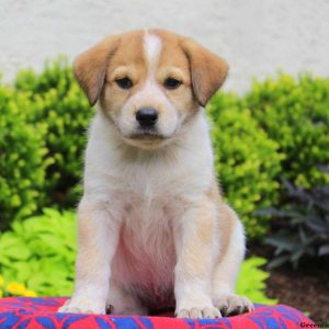 Christmas, Great Pyrenees Mix Puppy