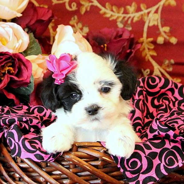 Chrystal, Maltese Mix Puppy