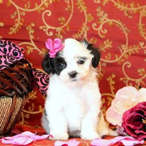 Chrystal, Maltese Mix Puppy