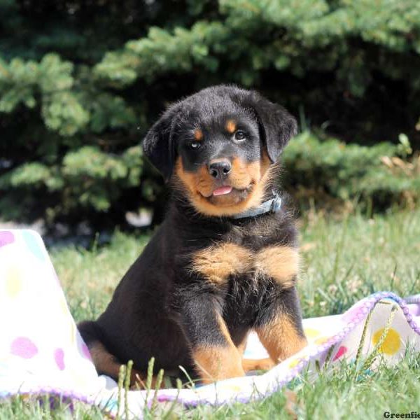 Chubbs Jr, Rottweiler Puppy