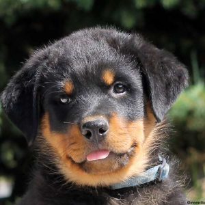 Chubbs Jr, Rottweiler Puppy