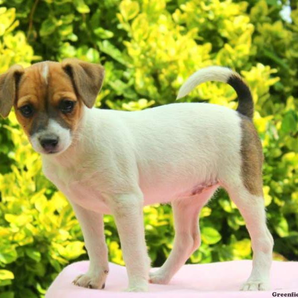 Cierra, Jack Russell Mix Puppy