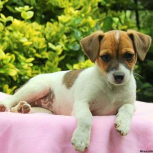 Cierra, Jack Russell Mix Puppy