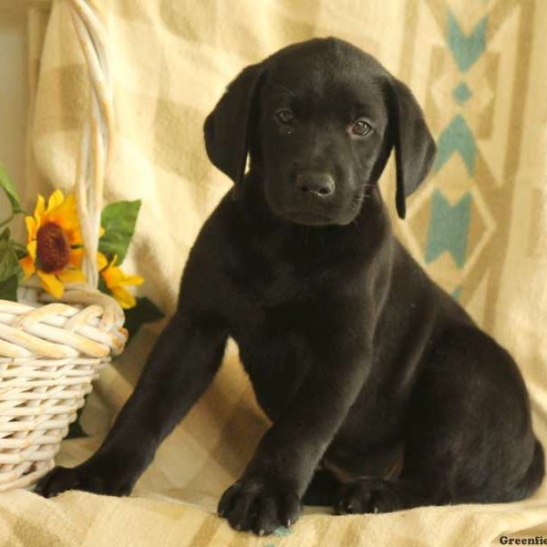 Cinder, Labrador Retriever-Black Puppy