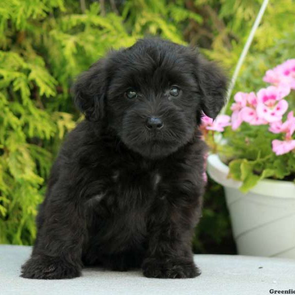 Cinder, Yorkie-Poo Puppy