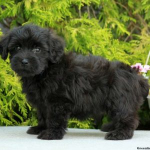 Cinder, Yorkie-Poo Puppy