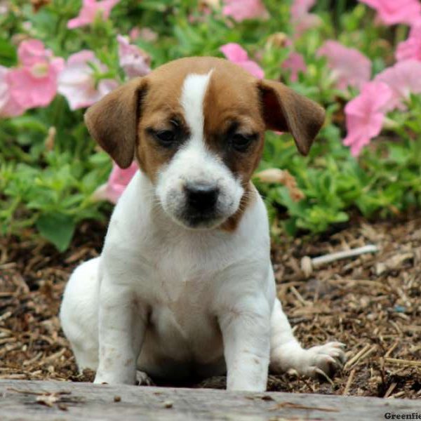 Cindy, Jack Russell Terrier Puppy