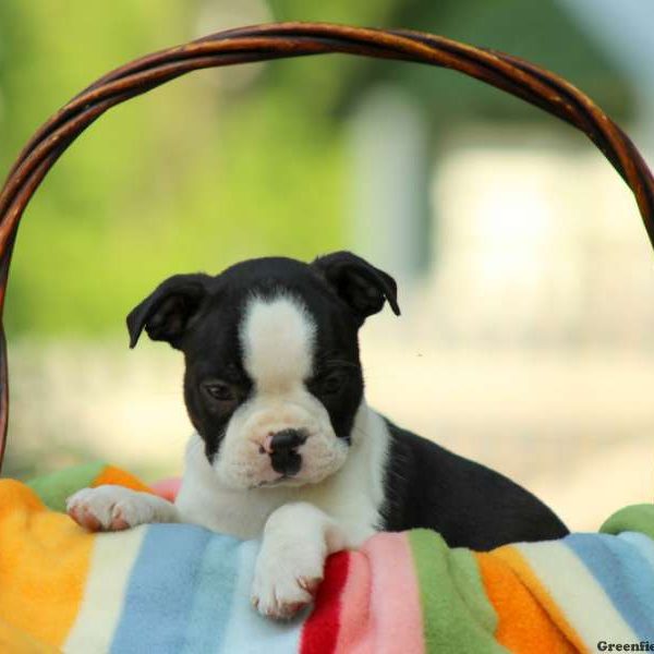 Cindy, Boston Terrier Puppy