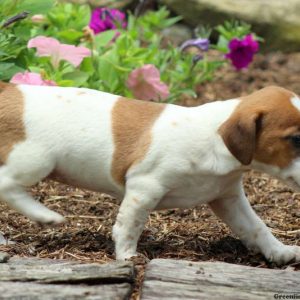 Cindy, Jack Russell Terrier Puppy