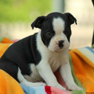 Cindy, Boston Terrier Puppy