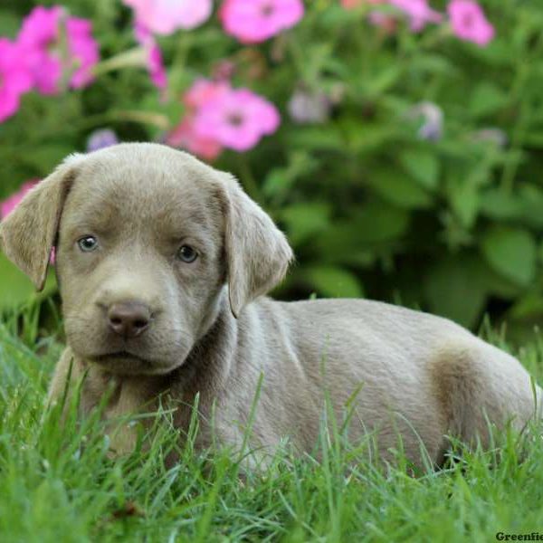 Cinnamon, Labrador Retriever-Silver Puppy