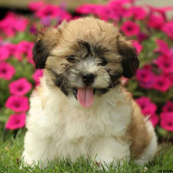 Cinnamon, Shichon / Teddy Bear Puppy