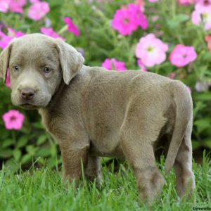 Cinnamon, Labrador Retriever-Silver Puppy