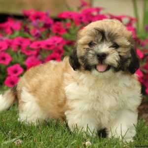 Cinnamon, Shichon / Teddy Bear Puppy