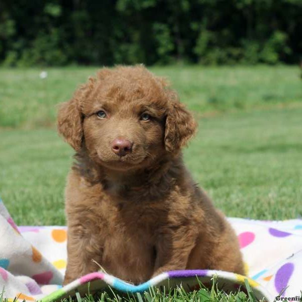 Clapton, Chesapeake Bay Retriever Puppy