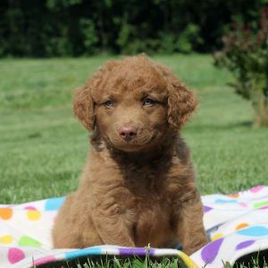 Clapton, Chesapeake Bay Retriever Puppy