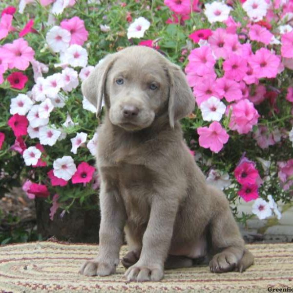 Clara, Labrador Retriever-Silver Puppy