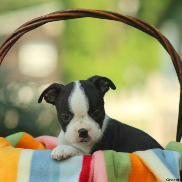 Clara, Boston Terrier Puppy