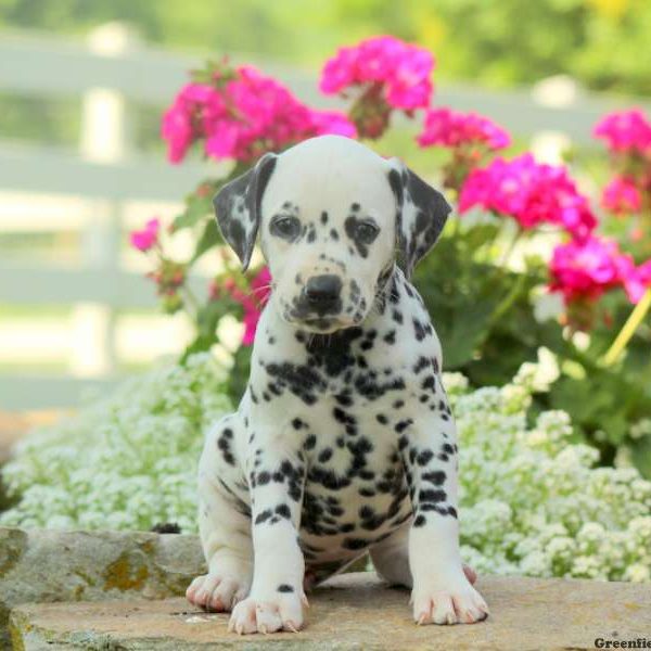 Clara, Dalmatian Puppy