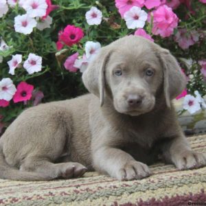 Clara, Labrador Retriever-Silver Puppy