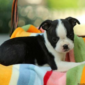 Clara, Boston Terrier Puppy