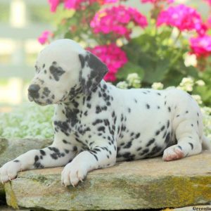 Clara, Dalmatian Puppy