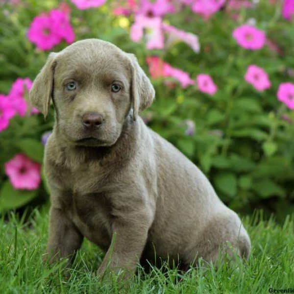 Clarice, Labrador Retriever-Silver Puppy