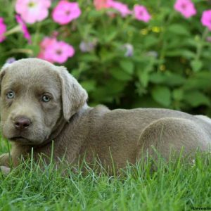 Clarice, Labrador Retriever-Silver Puppy