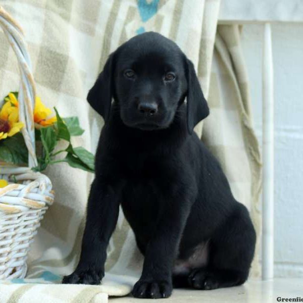 Clark, Labrador Retriever-Black Puppy