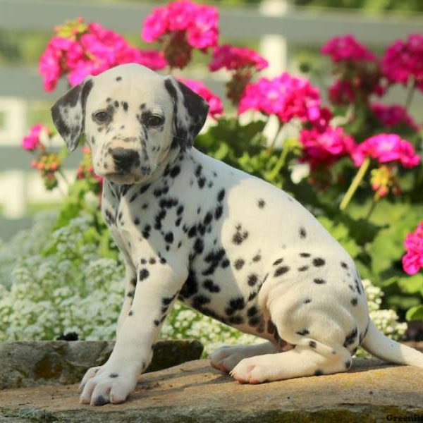 Cleo, Dalmatian Puppy